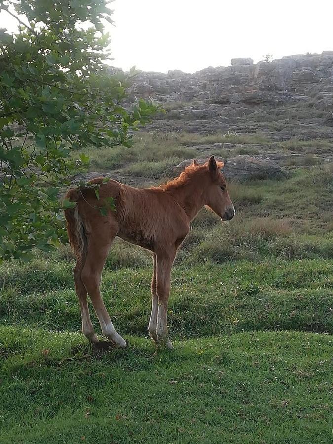 Kattekwaad Accommodation Kaapsehoop Luaran gambar